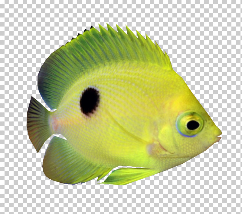 Fish Fish Pomacanthidae Holacanthus Rock Beauty PNG, Clipart, Bonyfish, Butterflyfish, Fish, Holacanthus, Parrotfish Free PNG Download