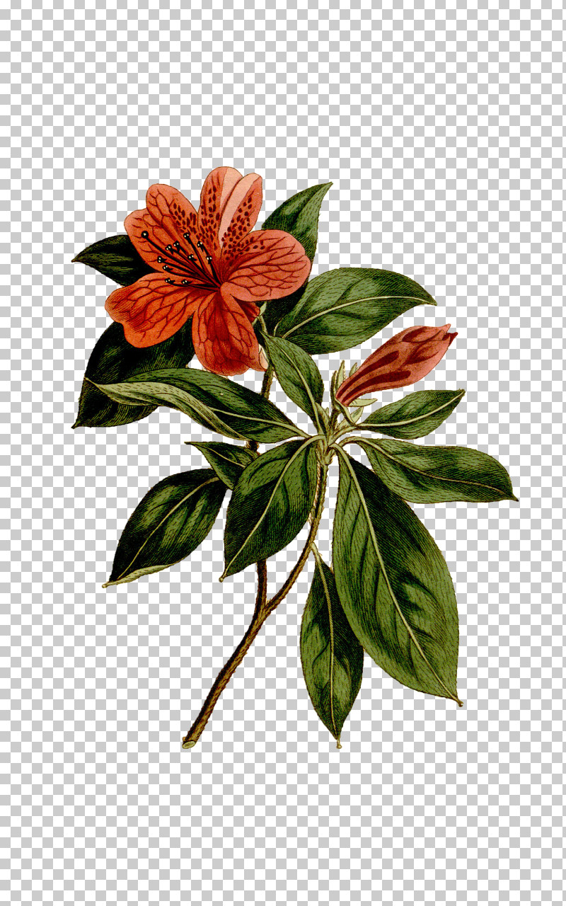 Flower Plant Leaf Anthurium Petal PNG, Clipart, Anthurium, Flower, Impatiens, Leaf, Petal Free PNG Download