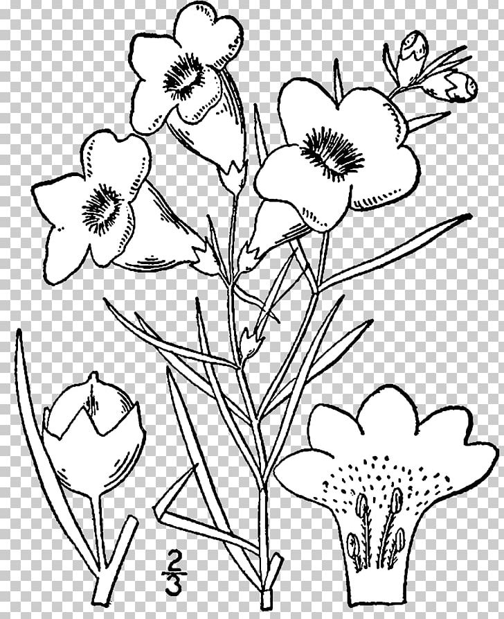 Agalinis Acuta Drawing Agalinis Purpurea Botanical Illustration PNG, Clipart, Agalinis, Agalinis Purpurea, Angiosperm Phylogeny Group, Art, Black And White Free PNG Download