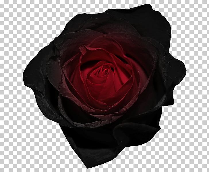 Black Rose Desktop Red PNG, Clipart, Black, Black Rose, Blue, Blue Rose, Clip Art Free PNG Download