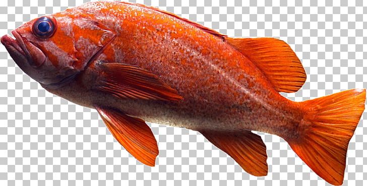 Duck Northern Red Snapper Fish Products Eating PNG, Clipart,  Free PNG Download