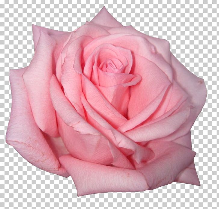 Rose Pink Flowers Pink Flowers PNG, Clipart, Closeup, Color, Cut Flowers, Floribunda, Flower Free PNG Download