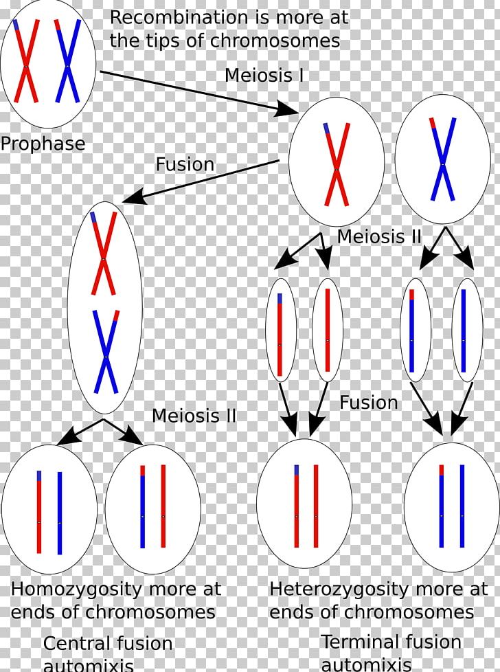 Thelytoky Parthenogenesis Asexual Reproduction Fertilisation PNG, Clipart, Angle, Area, Asexual Reproduction, Biology, Brand Free PNG Download