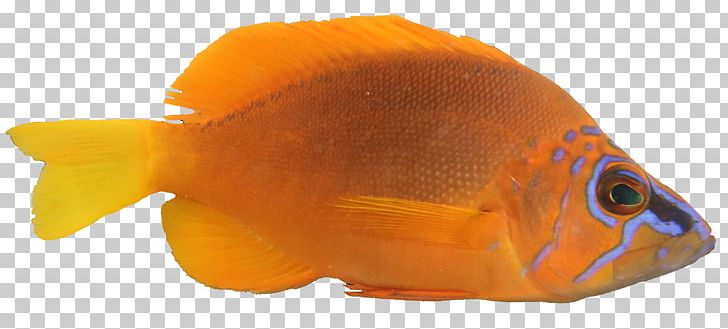 Goldfish Coral Reef Fish Hermaphrodite Oscar PNG, Clipart, Animals, Aquarium, Bony Fish, Chart, Coral Free PNG Download