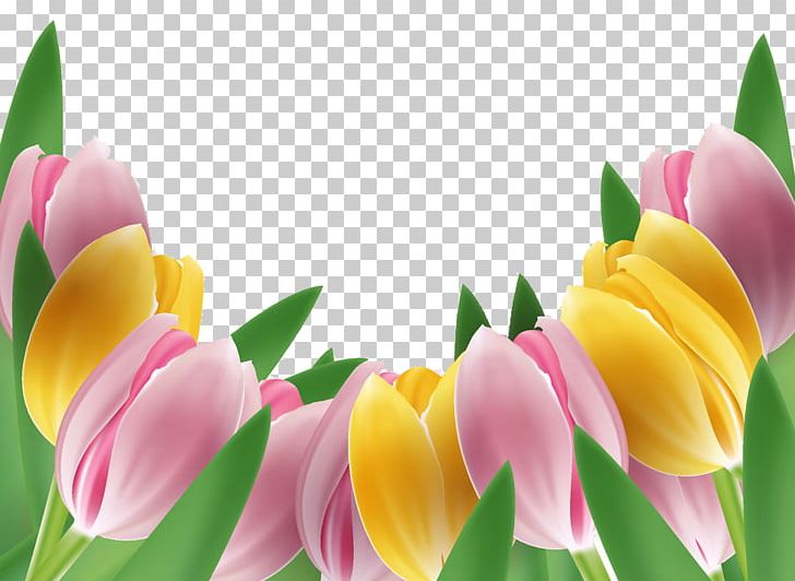 Tulip Flower PNG, Clipart, Cartoon, Color, Colored, Colored Tulips, Computer Wallpaper Free PNG Download