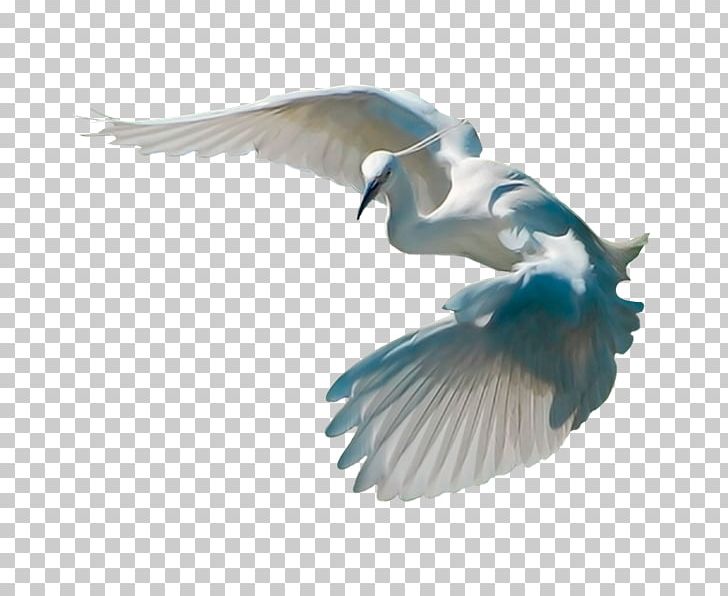 Bird Crane Cygnini PNG, Clipart, Animals, Animation, Beak, Bird, Bird Flight Free PNG Download