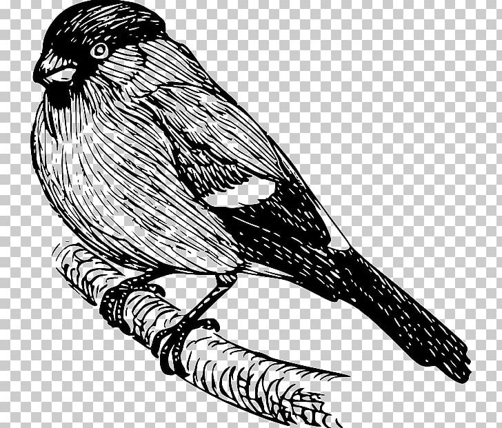 Bird Drawing Eurasian Bullfinch PNG, Clipart, Animals, Art, Beak, Bird, Bird Of Prey Free PNG Download