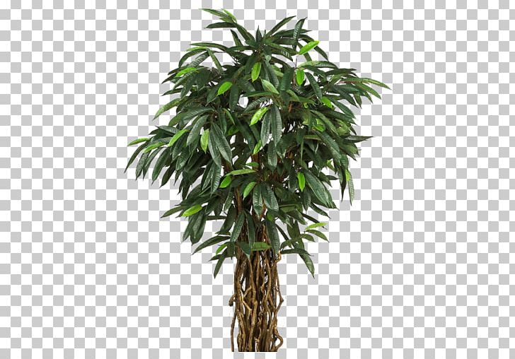 Perforate St John's-wort Tree Areca Palm Plant Arecaceae PNG, Clipart, Albizia Julibrissin, Aquatic Plants, Arecaceae, Arecales, Areca Palm Free PNG Download