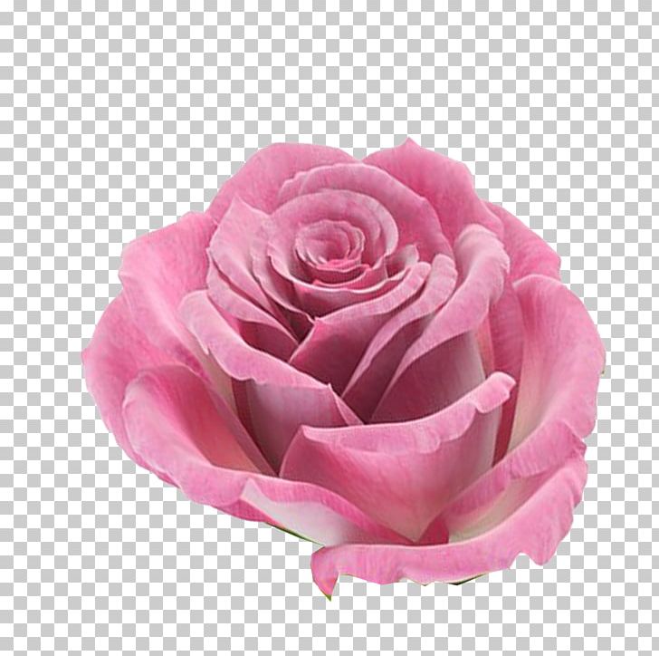 Rose Flower Pink PNG, Clipart, Computer Icons, Cut Flowers, Drawing, Flash Video, Flores Free PNG Download