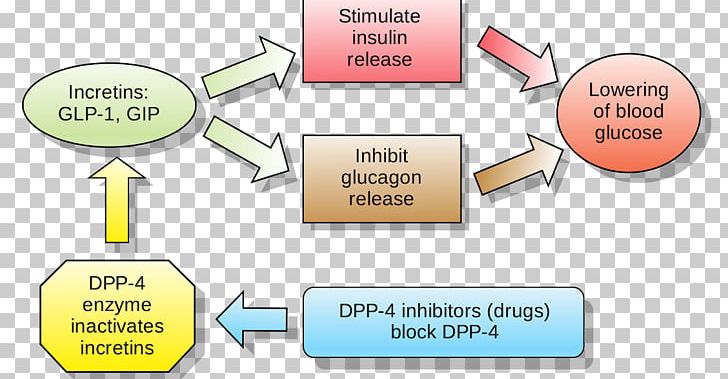 Dipeptidyl Peptidase-4 Inhibitor Incretin Enzyme Inhibitor Linagliptin PNG, Clipart, Angle, Antidiabetic Medication, Anti Drugs, Area, Brand Free PNG Download