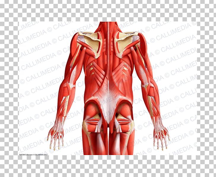 Finger Muscle Thorax Muscular System Human Body PNG, Clipart, Abdomen, Abdomen Anatomy, Anatomy, Arm, Blood Vessel Free PNG Download