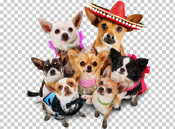 Beverly Hills Chihuahua Beverly Hills Chihuahua Blu-ray Disc DVD PNG, Clipart, Beverly Hills, Beverly Hills Chihuahua, Bluray Disc, Carnivoran, Companion Dog Free PNG Download