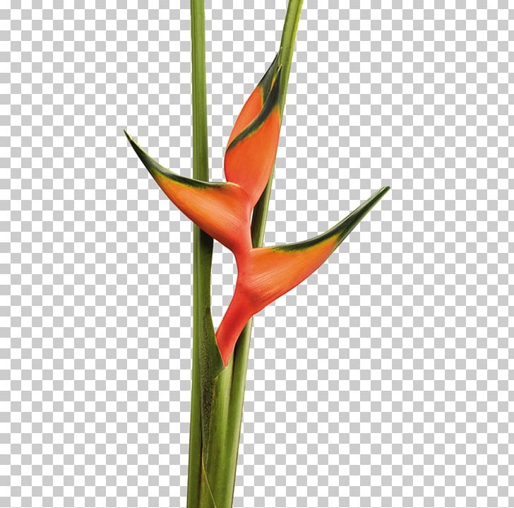 Heliconia Bihai Flower Heliconia Rostrata Tropics Heliconia Chartacea PNG, Clipart, Amaryllis, Amaryllis Belladonna, Cut Flowers, Flores, Flower Free PNG Download