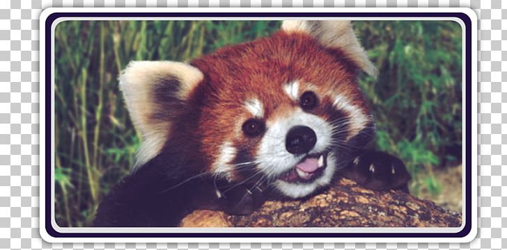 Red Panda Giant Panda Raccoon Bear Cuteness PNG, Clipart, Animal, Animals, Bamboo, Bear, Carnivoran Free PNG Download