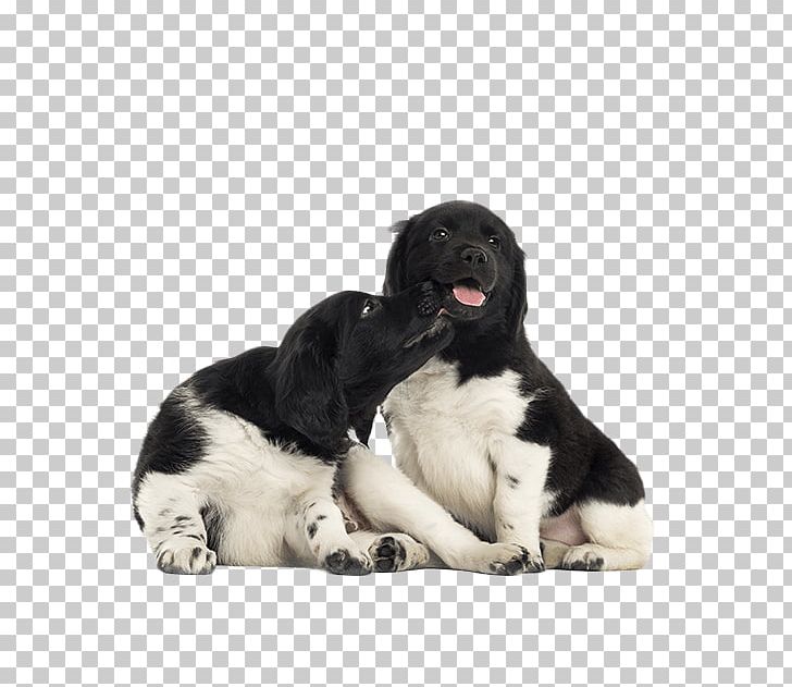 Stabyhoun Drentse Patrijshond Dog Breed Puppy Rare Breed (dog) PNG, Clipart, Animals, Carnivoran, Companion Dog, Dog, Dog Breed Free PNG Download