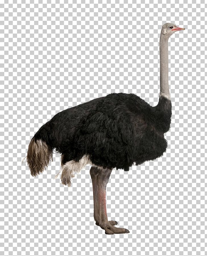 Common Ostrich Bird Stock Photography PNG, Clipart, Animals, Beak, Bird, Common Ostrich, Desktop Wallpaper Free PNG Download