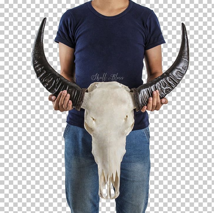 Horn Cattle Skull Animal Skeleton PNG, Clipart, Animal, Cattle, Cattle Like Mammal, Fantasy, Horn Free PNG Download