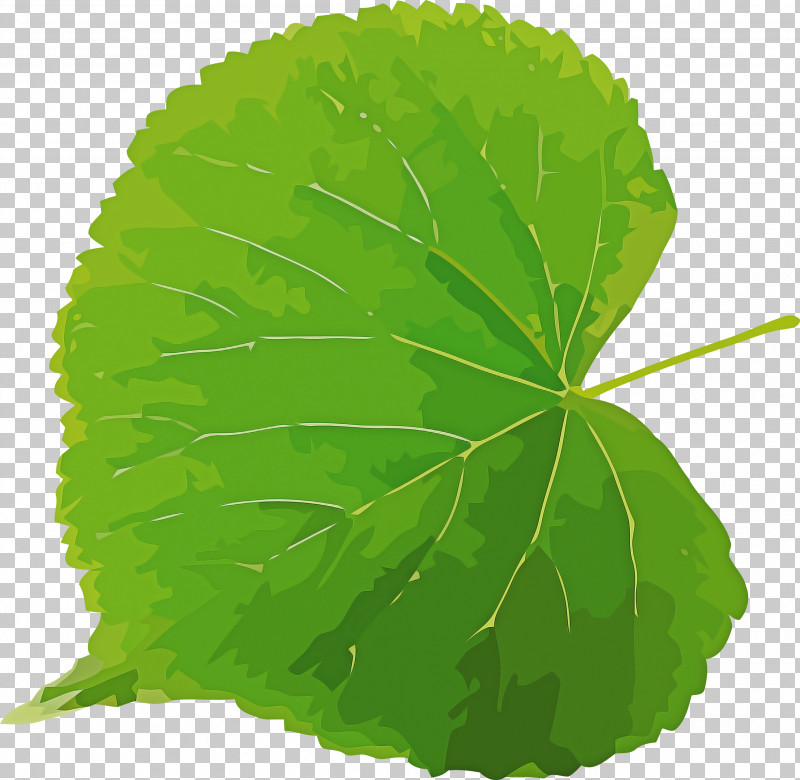 Bodhi Day PNG, Clipart, Biology, Bodhi Day, Computer Science, Grape, Grape Leaves Free PNG Download