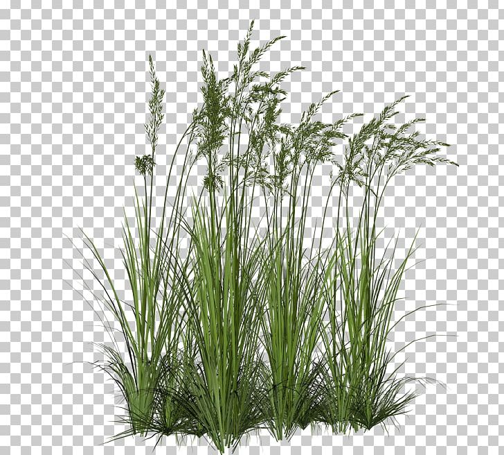 Ornamental Grass Ornamental Plant Fountain Grass PNG, Clipart, Chrysopogon Zizanioides, Computer Icons, Evergreen, Fountaingrasses, Grass Free PNG Download