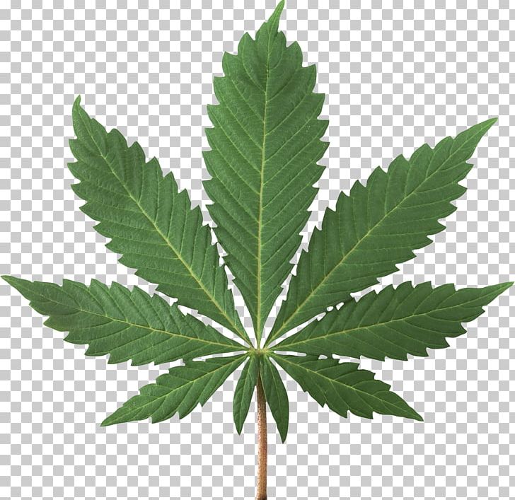 Cannabis Sativa Cannabis Smoking Cannabis Ruderalis Marijuana PNG, Clipart, Cannabis, Cannabis Png, Cannabis Ruderalis, Cannabis Sativa, Cannabis Smoking Free PNG Download