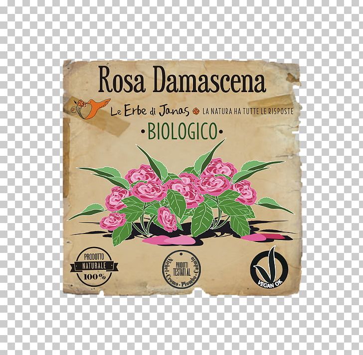 Herb Damask Rose Soapberries Fenugreek Dog-rose PNG, Clipart, Ayurveda, Centifolia Roses, Cosmetics, Damask Rose, Dogrose Free PNG Download