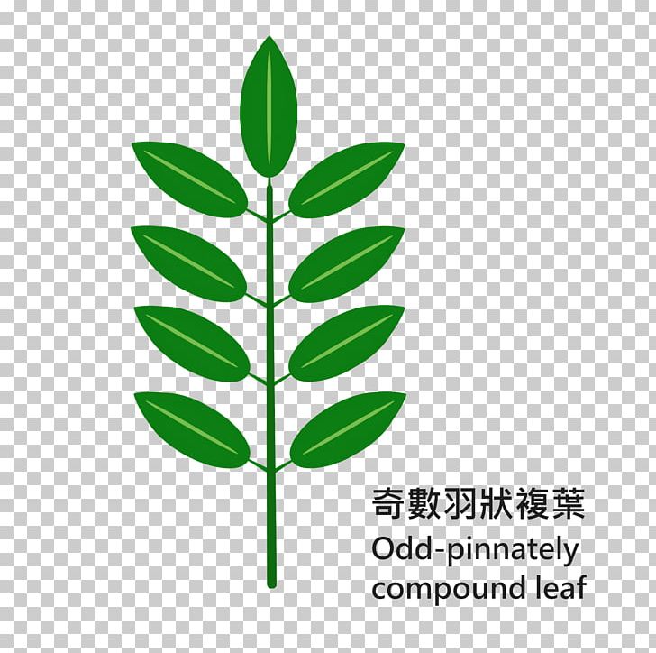 Leaf Grasses Plant Stem Line PNG, Clipart, Family, Grass, Grasses, Grass Family, Knowledge Tree Free PNG Download