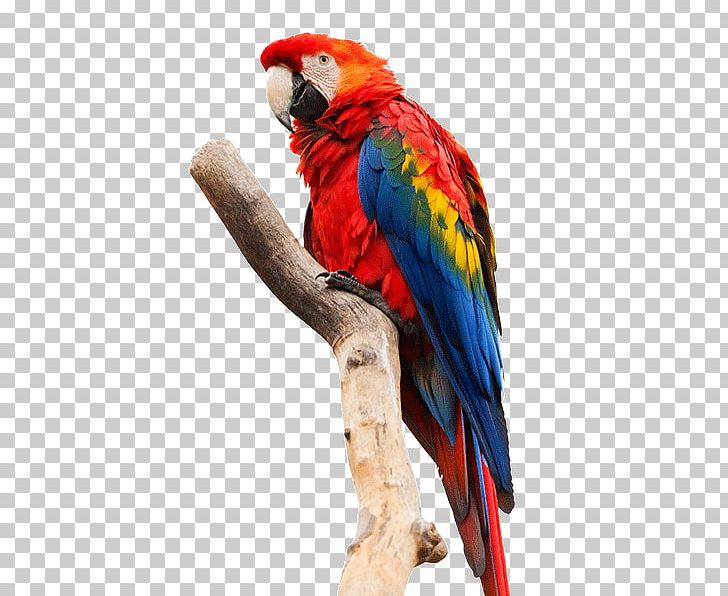 Portable Network Graphics Macaws Pixel PNG, Clipart, Apk, Beak, Bird, Common Pet Parakeet, Download Free PNG Download