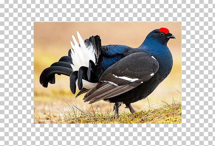 Black Grouse Bird Fauna Beak PNG, Clipart, Animals, Beak, Bird, Black Grouse, Description Free PNG Download