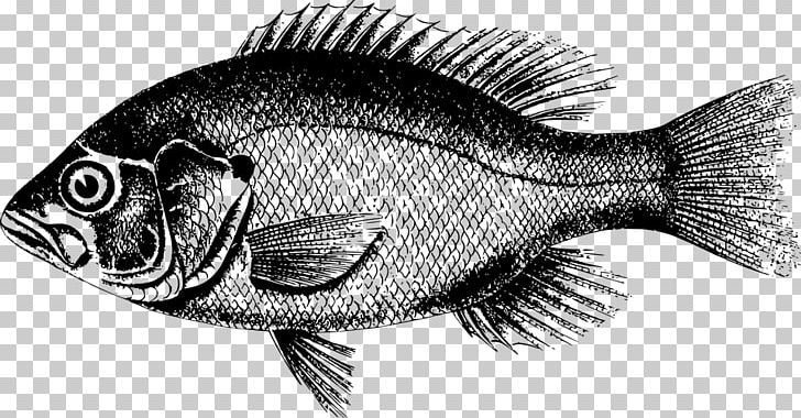 Northern Red Snapper Freshwater Fish Northern Pike Fishing PNG, Clipart, Animals, Black And White, Carp, Drawing, Fauna Free PNG Download