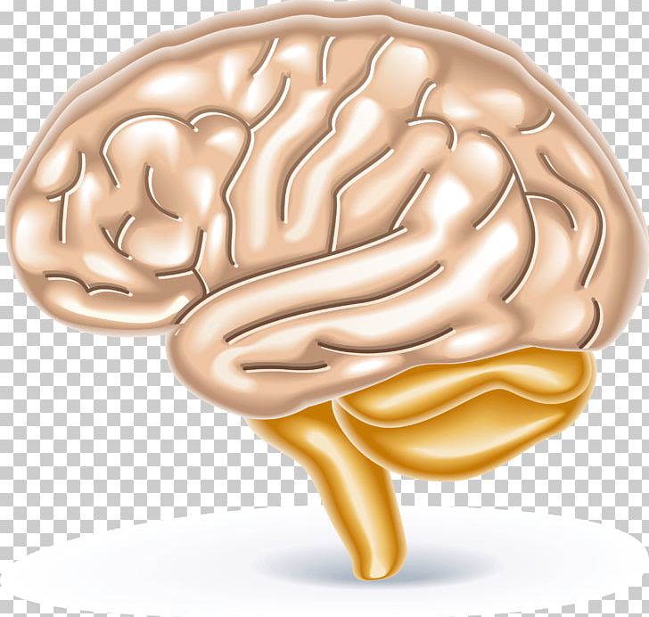Brain Games PNG, Clipart, Brain, Brain Games Brain Teaser 2, Central Nervous System, Elements Vector, Game Free PNG Download