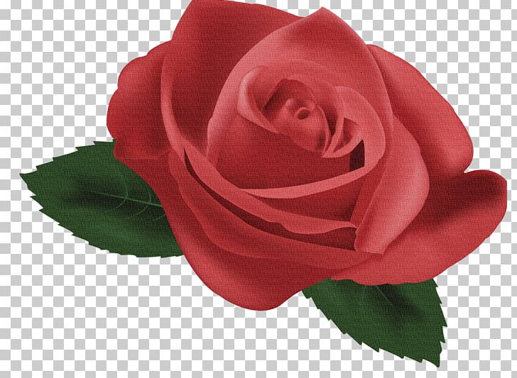 Garden Roses Red Still Life: Pink Roses Centifolia Roses PNG, Clipart, Aculi, Centifolia Roses, Color, Cut Flowers, Desktop Wallpaper Free PNG Download