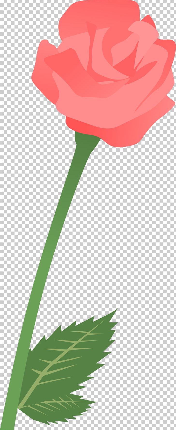 Garden Roses Tulip Carnation Petal PNG, Clipart,  Free PNG Download