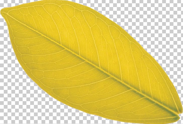 Leaf PNG, Clipart, Leaf, Leaves, Mango, Plant, Yellow Free PNG Download