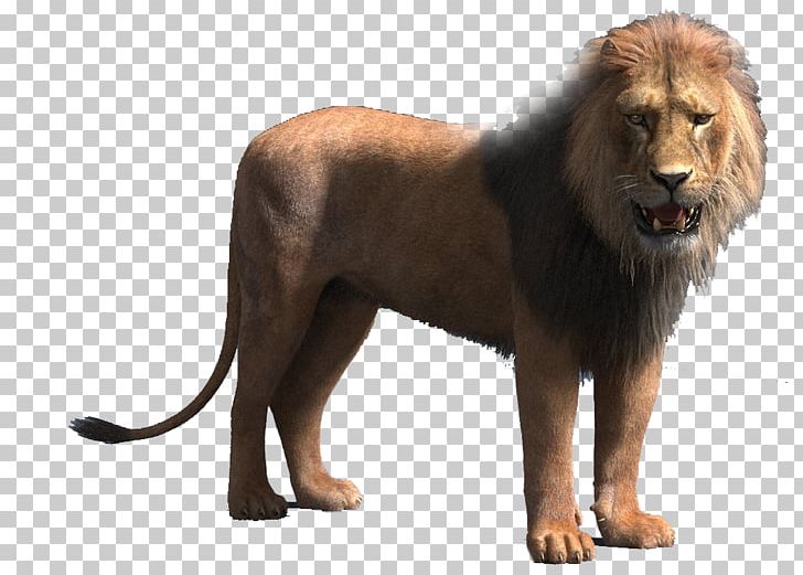 Lion Animation TurboSquid PNG, Clipart, 3d Computer Graphics, Animal, Animals, Autodesk 3ds Max, Autodesk Maya Free PNG Download