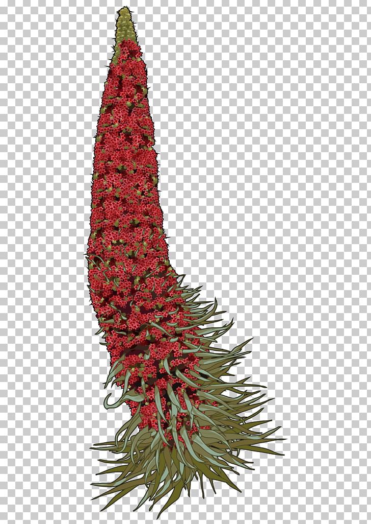 Teide La Orotava Echium Wildpretii Tajinaste Drawing PNG, Clipart,  Free PNG Download