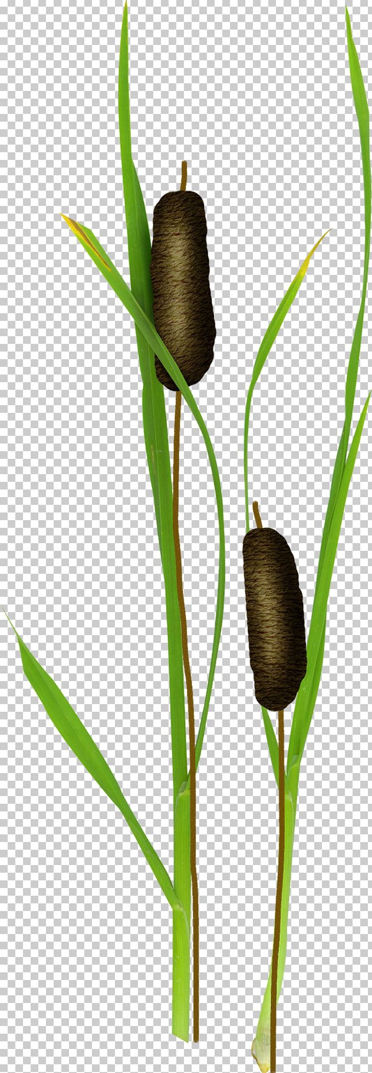 Typha Orientalis Candle Light Water PNG, Clipart, Branch, Candles, Cattail, Commodity, Download Free PNG Download