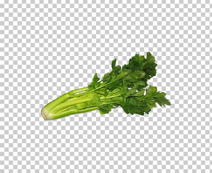 Vegetarian Cuisine Raw Foodism Eating Celeriac PNG, Clipart, Celery, Chard, Choy Sum, Collard Greens, Coriander Free PNG Download