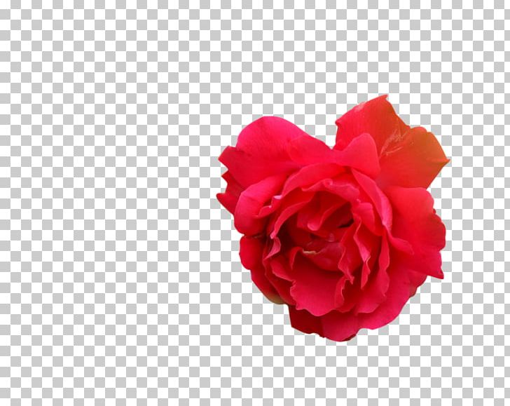Garden Roses Cabbage Rose Carnation Cut Flowers Petal PNG, Clipart, Carnation, Cicek, Cicek Gorselleri, Cut Flowers, Flower Free PNG Download