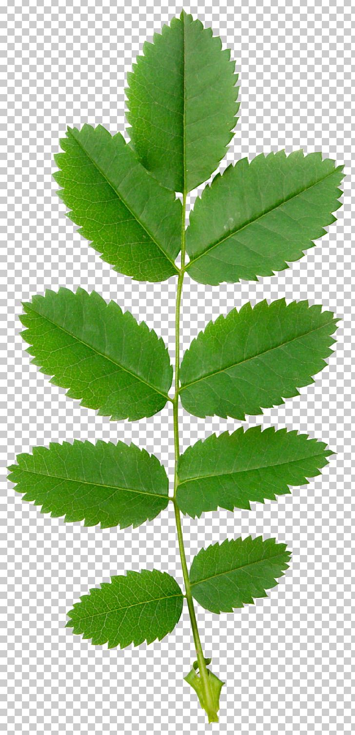 Leaf Plant Stem Blog Spring RSS PNG, Clipart, Blog, Green Leaves, Herbalism, Leaf, Nature Free PNG Download