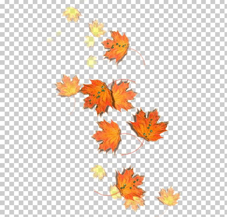 Maple Leaf Autumn Edible Mushroom Fungus PNG, Clipart, Autumn, Edible Mushroom, Flower, Flowering Plant, Fungus Free PNG Download