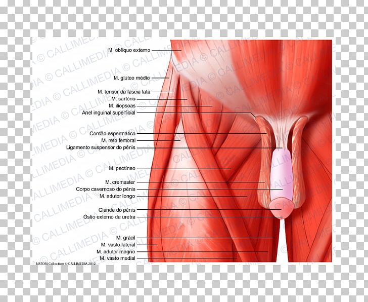Pelvis Muscles Of The Hip Muscles Of The Hip Anatomy And Injuries Of The Hip PNG, Clipart,  Free PNG Download