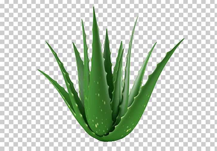 Aloe Vera Succulent Plant Gel Indoor Air Quality PNG, Clipart, Agave Azul, Aloe, Aloe Vera, Benefit, Burn Free PNG Download
