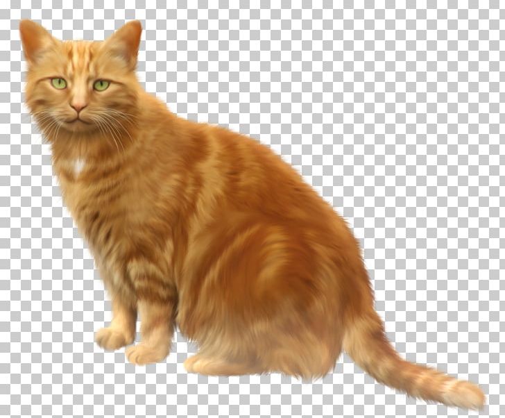 Cat Kitten PNG, Clipart, Animals, Animation, Asian, Asian Semi Longhair, Black Cat Free PNG Download