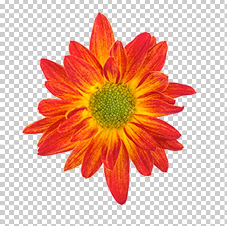 Drawing Orange Flower Color PNG, Clipart, Annual Plant, Blue, Chrysanthemum, Chrysanths, Classification Free PNG Download