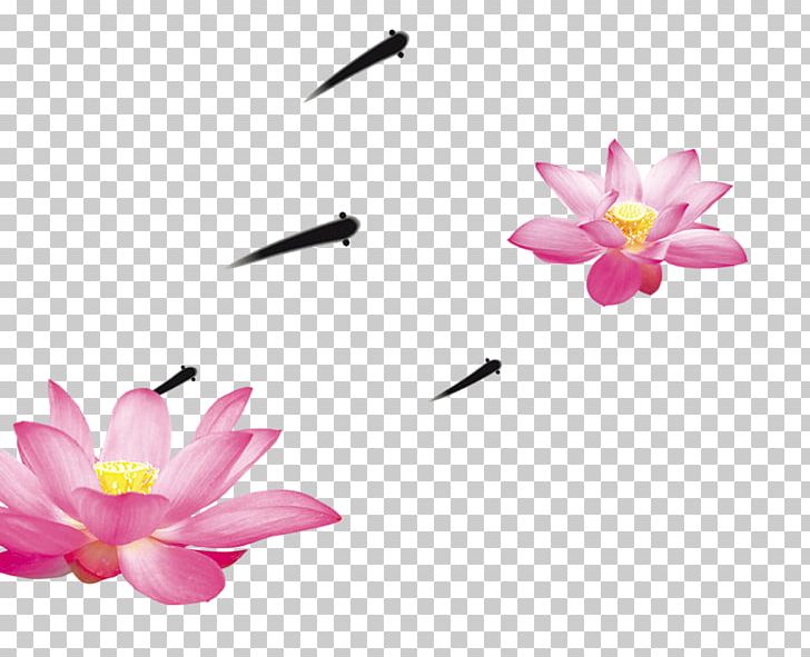 Nelumbo Nucifera PNG, Clipart, Blossom, Copyright, Fish, Flora, Floral Design Free PNG Download