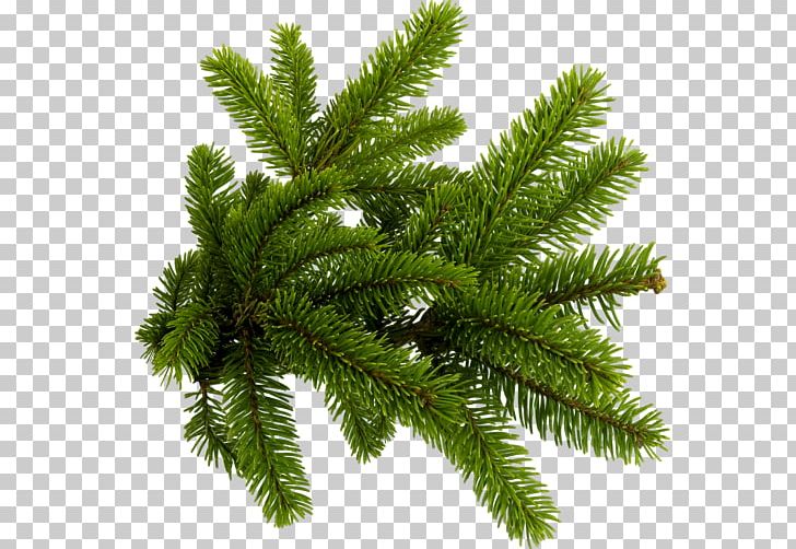 Spruce New Year Tree Conifers PNG, Clipart, Biome, Branch, Conifer, Conifers, Encapsulated Postscript Free PNG Download