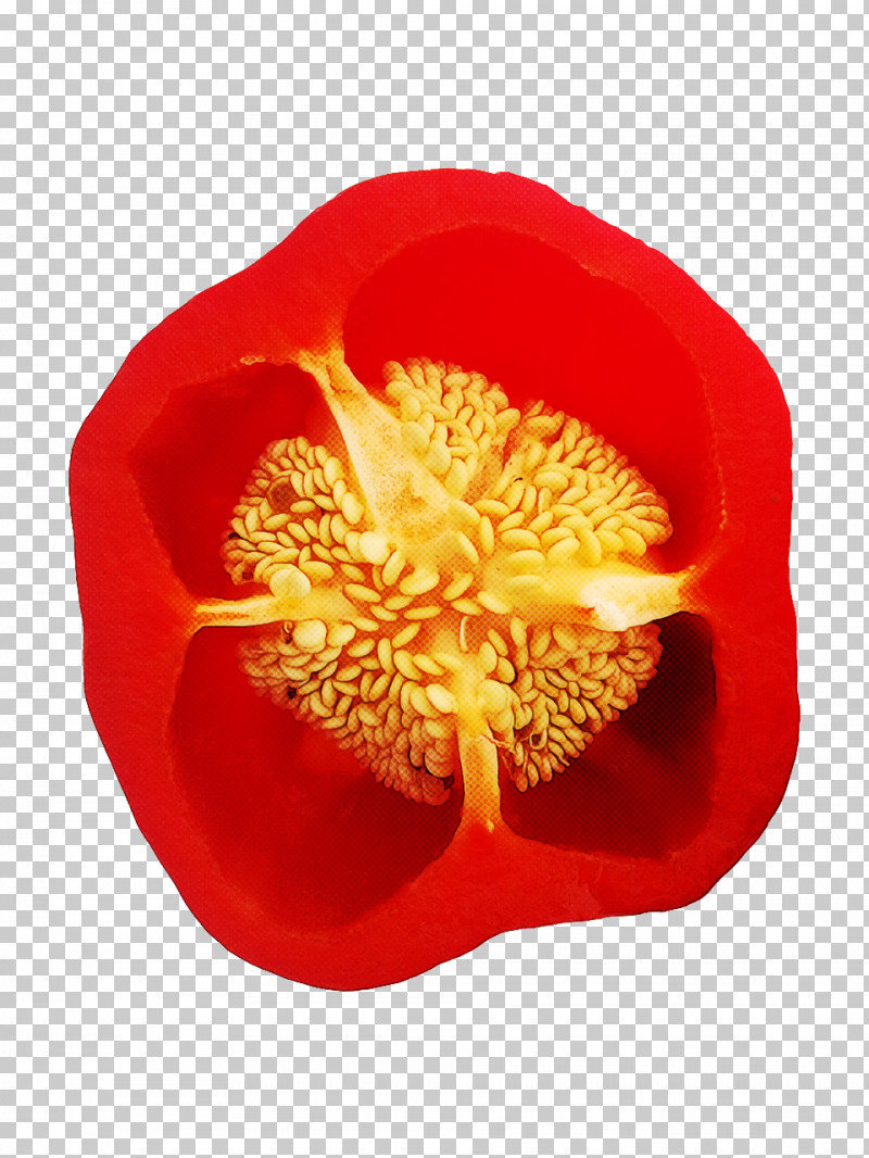 Orange PNG, Clipart, Flower, Orange, Petal, Plant, Pollen Free PNG Download