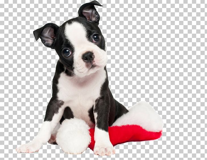 Boston Terrier Puppy American Pit Bull Terrier Jack Russell Terrier PNG, Clipart, American Pit Bull Terrier, Animal, Animals, Bull Terrier, Carnivoran Free PNG Download