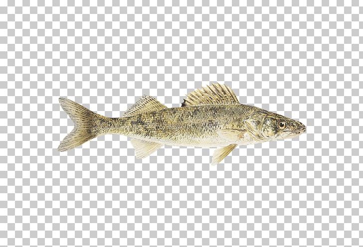 Cod Salmon Fish Products Fishing Trout PNG, Clipart, Animal, Barramundi, Bass, Bony Fish, Businessperson Free PNG Download