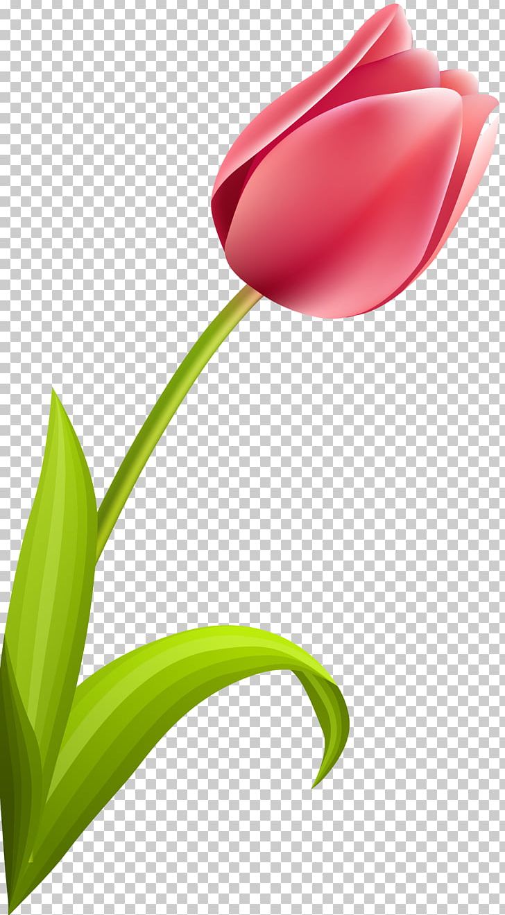 Flowering Plant Tulip Petal Plant Stem PNG, Clipart, Closeup, Flower, Flowering Plant, Flowers, International Womens Day Free PNG Download